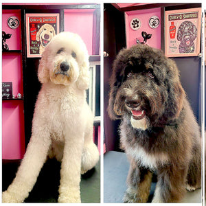 Rock a Doodle Do Labradoodle | Rock a Doodle Do Art | Retro Pets Art