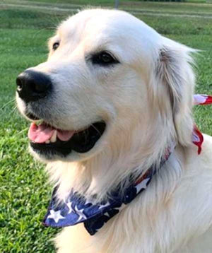 Pen-and-Ink PRINTABLES - Custom Art of YOUR pet!