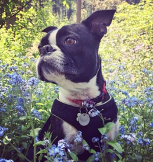 Pen-and-Ink PRINTABLES - Custom Art of YOUR pet!