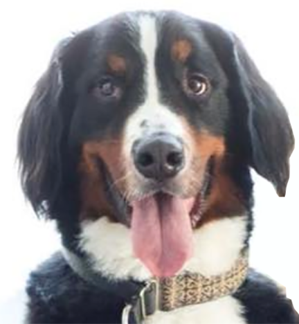 Pen-and-Ink PRINTABLES - Custom Art of YOUR pet!