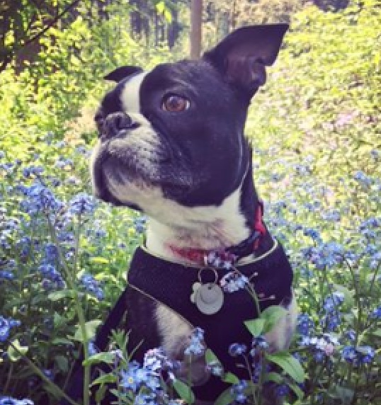 Pen-and-Ink PRINTABLES - Custom Art of YOUR pet!