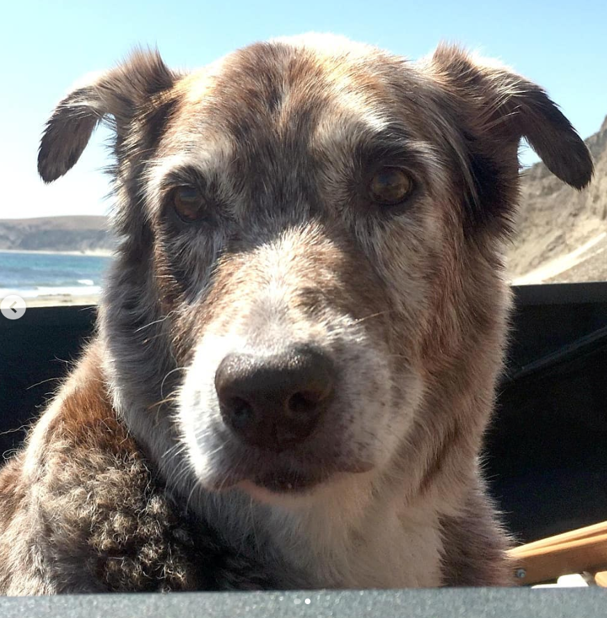 Custom Patron Saint/Our Lady by Retro Pets Art